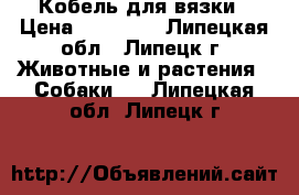 Кобель для вязки › Цена ­ 10 000 - Липецкая обл., Липецк г. Животные и растения » Собаки   . Липецкая обл.,Липецк г.